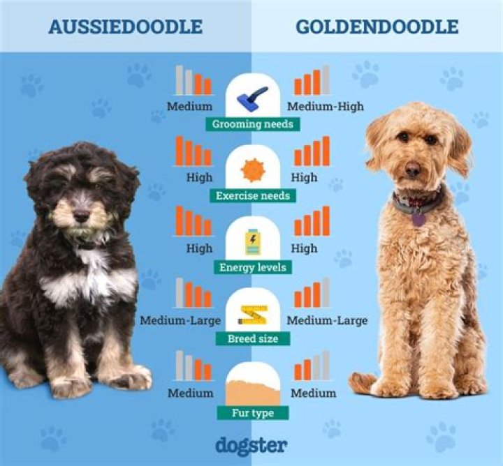 Discover the Best GSD for Sale in VA: Your Complete Guide