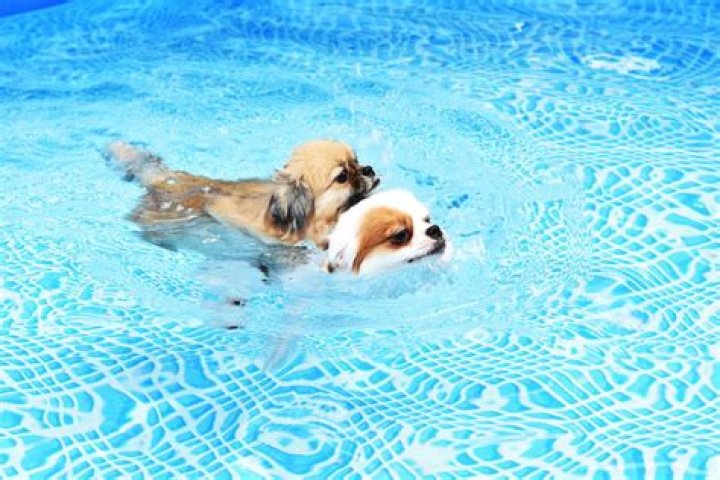 Discover The Joyful World Of Dogs In Swimming Pools