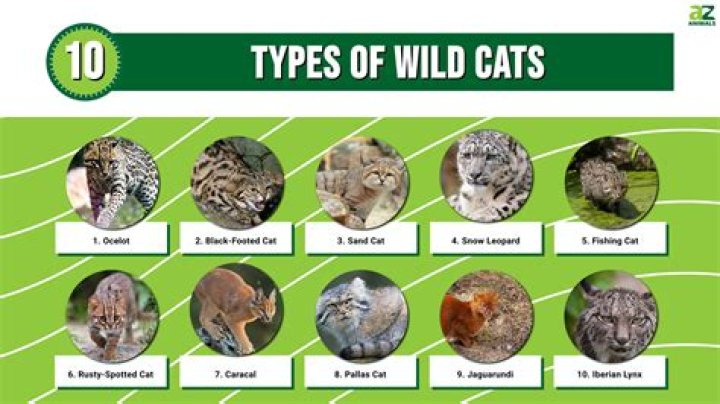 Exploring the World of Big Cat Advocates and Conservation Heroes