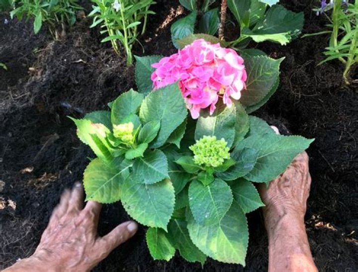 How Much Coffee Grounds For Hydrangeas?