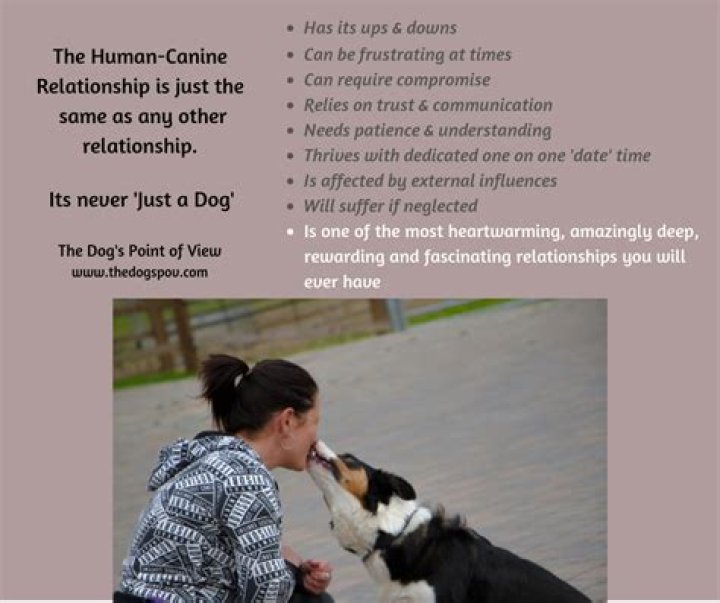 Pitbull Relationship: Understanding the Dynamics of Human and Canine Bonds