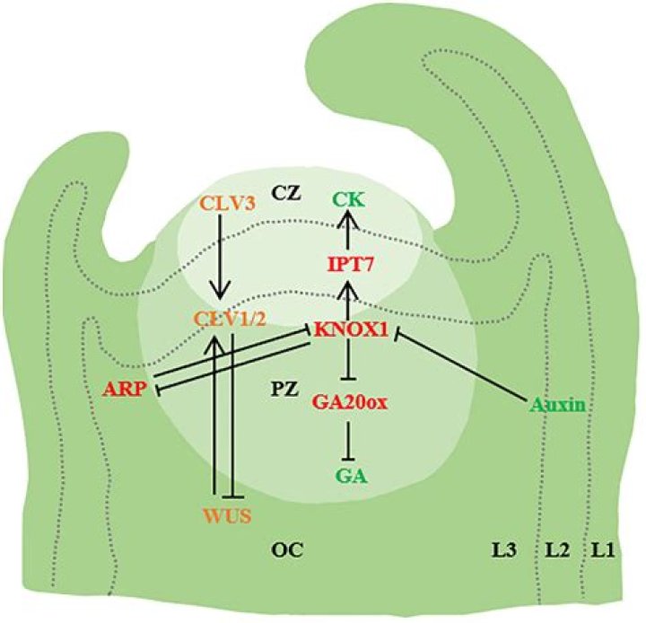 Ree Drummond Cancer: An In-Depth Look at Her Health Journey and Resilience