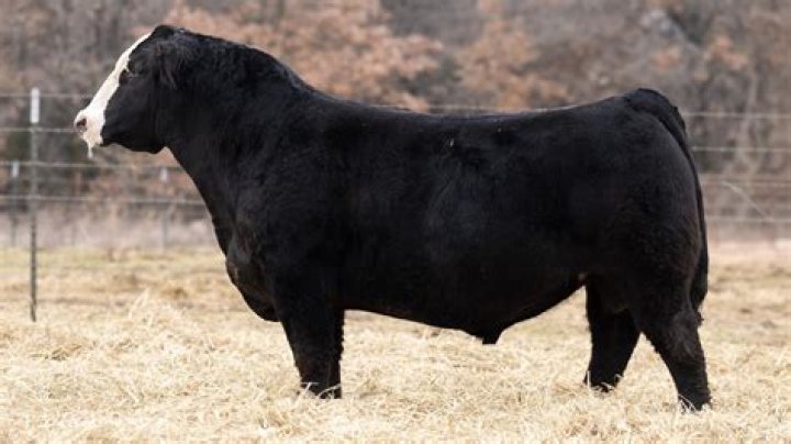 Uncover The Secrets Of Sustainable Cattle Ranching With Vanhove Cattle Company