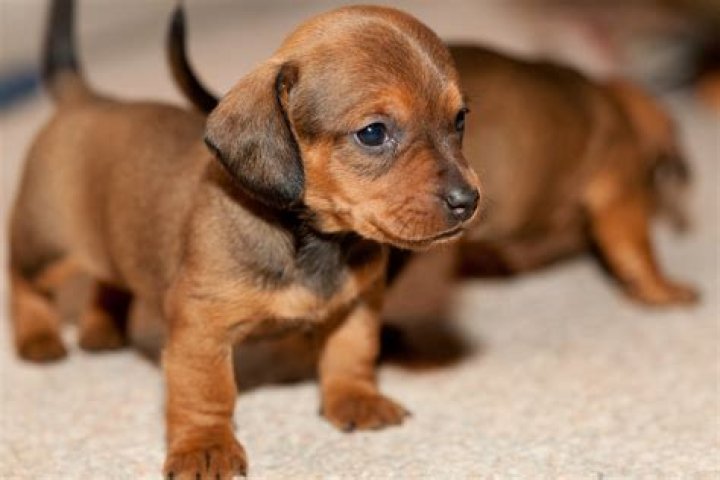 Uncover The World Of Craigslist Dachshund Puppies