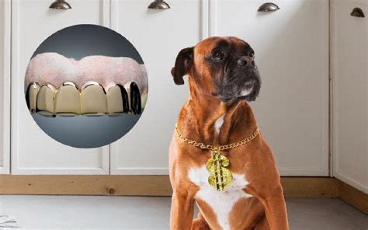 Unveiling The World Of Gold Grillz For Dogs: Insights And Discoveries